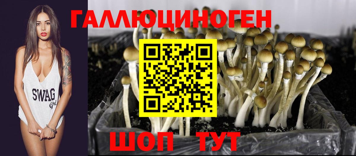 Галлюциногенные грибы Psilocybe Горно-Алтайск